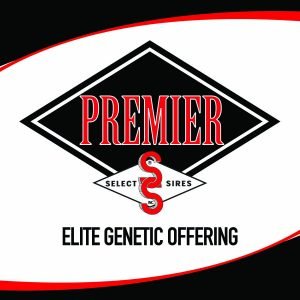 Select Sires Elite Offering Backed by Superior Fertility