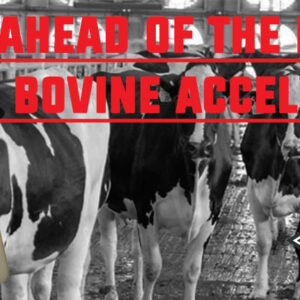 Get Ahead of the Heat with Bovine Accellyte II
