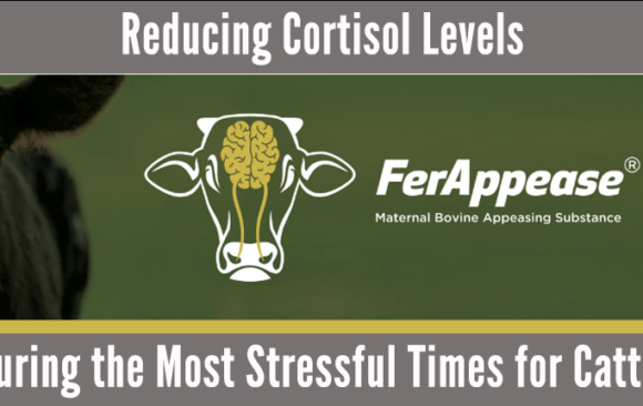 FerAppease®:Reducing Cortisol Levels During the Most Stressful Times for Cattle
