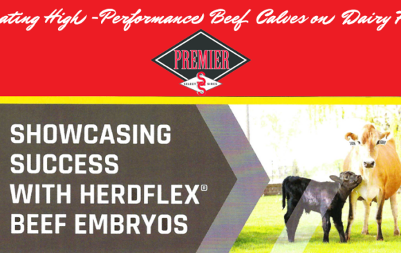 SimVitro® HerdFlex™ Beef Embryos: Generating High-Performance Beef Calves on Dairy Farms